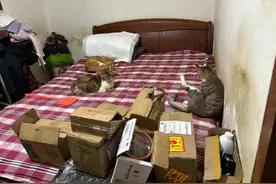 母女养20多只猫恶臭扰邻！北京法院判了图片
