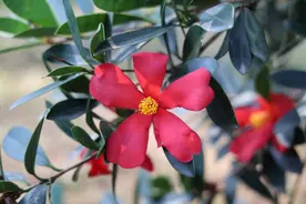 大城名园 万物和谐｜花似山茶叶像杜鹃，这种“国宝级”植物在家也能养！图片