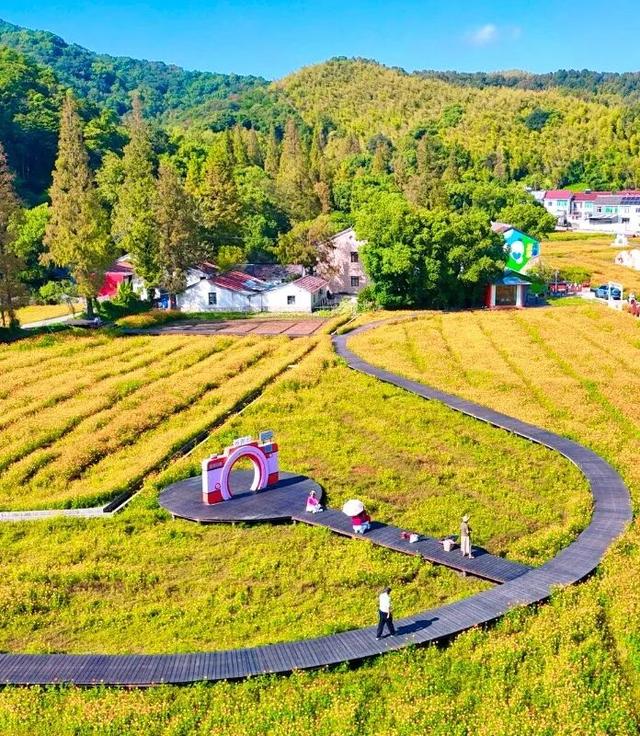 刷爆朋友圈！镇海这片绝美花海就藏在……