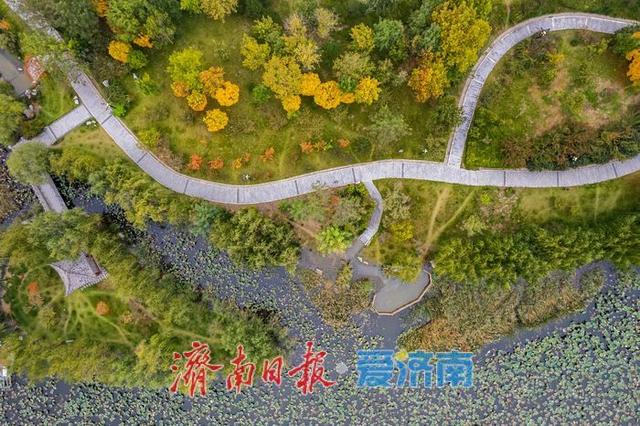 一年四季 泉在济南丨秋色入画！齐河大清河公园美成诗意画卷