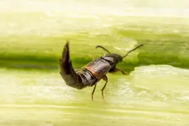 女子遭隐翅虫袭击，眼皮腐烂！它们即将进入活跃期图片