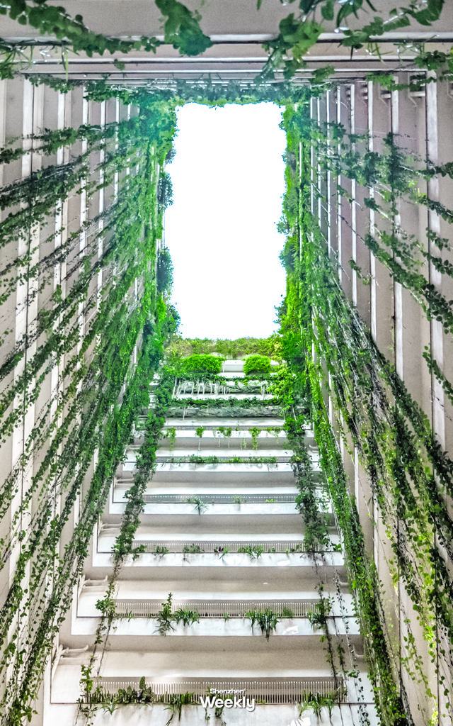 “深圳最能打的环湖小村,含绿量99%”