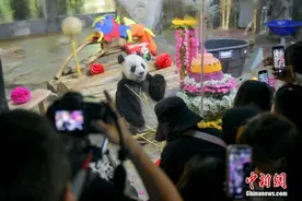 海南大熊猫兄弟“贡贡”“舜舜”庆生图片