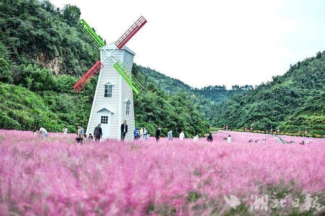 竹山县上庸镇粉黛乱子草丛成热门打卡地