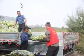 丰收“新”盛景丨水果玉米喜丰收    农民增收笑开颜图片