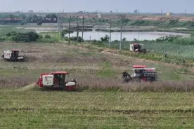 江西南昌新建区：油菜抢收工作全面展开图片