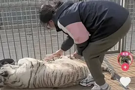 单手拎东北虎，狼见了她瑟瑟发抖？河南一动物园女饲养员走红，本人回应图片