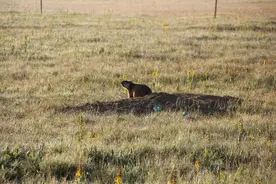 当心！远离土拨鼠图片