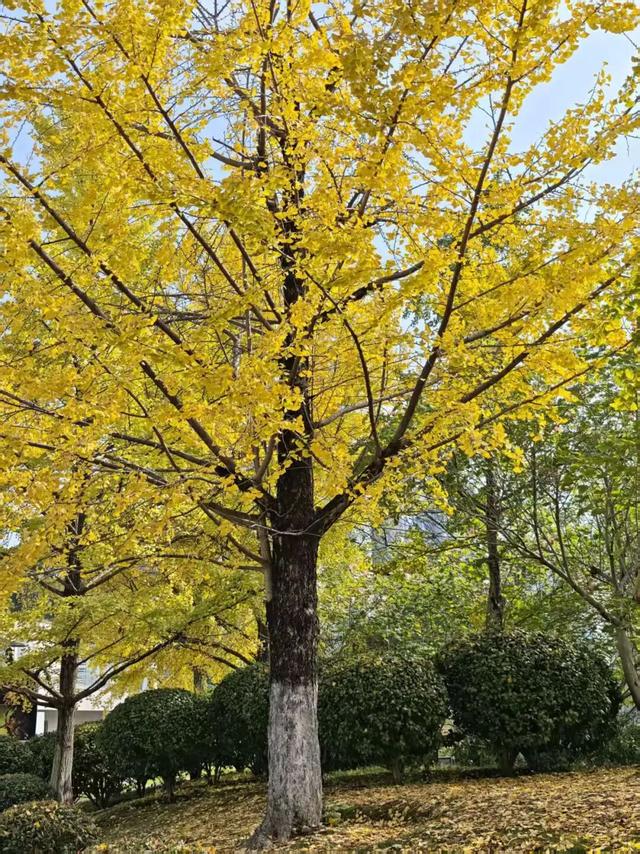 遇见丨开福上新色：捕捉开福黄调时刻