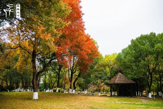 秦淮citywalk｜七桥瓮湿地公园