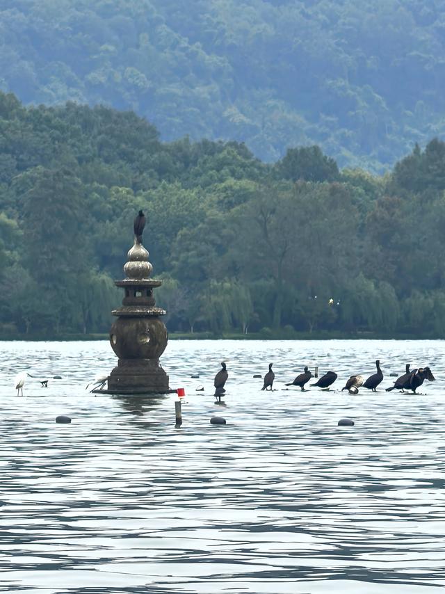 晚潮｜三潭石塔观鸬鸟
