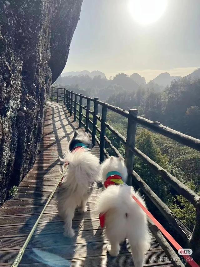 滑板耶耶帅气出街，打卡道家仙山！龙虎山宠物友好景区实锤了，快带上毛孩子来畅玩仙境福地！