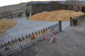 村民讲述黑龙江一老虎伤人细节：伤者牛圈外被扑倒，牛也被咬图片