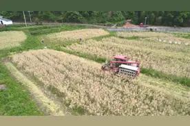 江西安远县欣山镇：油菜丰收季 机械化收割来助力图片