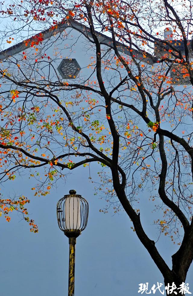 白墙黛瓦映乌桕，南京老门东的秋日中式浪漫美成壁纸