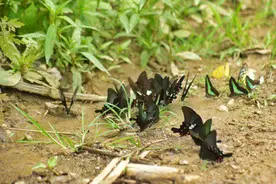 美好生活在云南｜彩蝶双双舞翩跹！数万只蝴蝶舞动保山昌宁溪谷图片