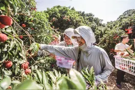 厦门、漳州荔园迎来丰收季 市民游客可前往现场采摘图片