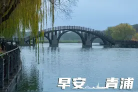 早安青浦｜柳树依依垂岸边，桥影倒映水波间图片