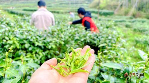奉新县百丈山：探寻避暑胜地 乐享清凉一夏