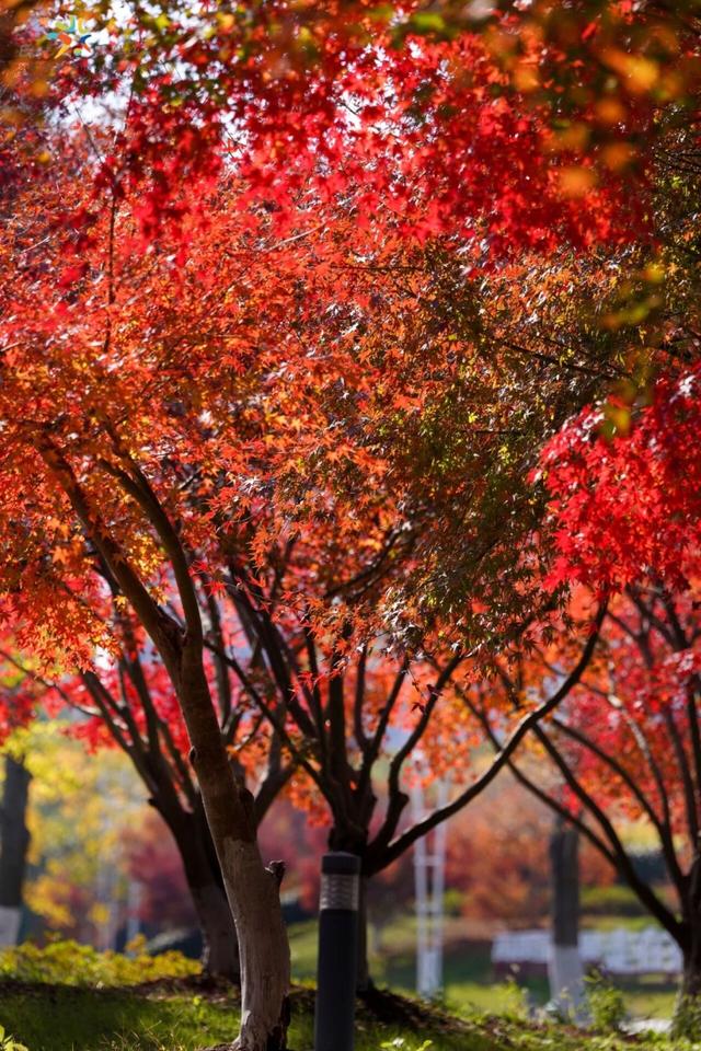 周末去打卡丨红了！吴江追“枫”宝典请收藏