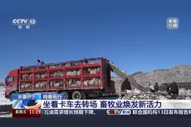 前方到站春牧场 牛羊坐卡车转场 每张“车票”补贴10元图片