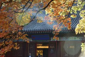 香山红叶，告诉我两件事图片