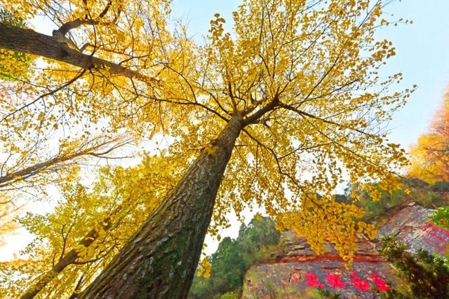南通这里太美了！这个周末，不少人赶去打卡