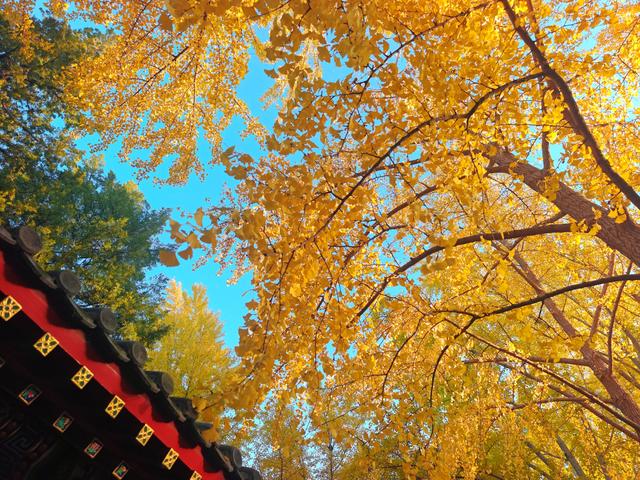 银杏如金！北京秋天真是美极了