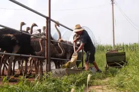 胡日乐巴特尔： 大鸟“鸵”起致富路图片