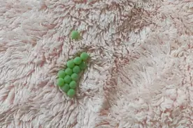 头皮发麻，江西很多人家中突然大量出现……提醒：千万别碰→图片