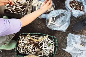 “疯狂”的夏至菇图片