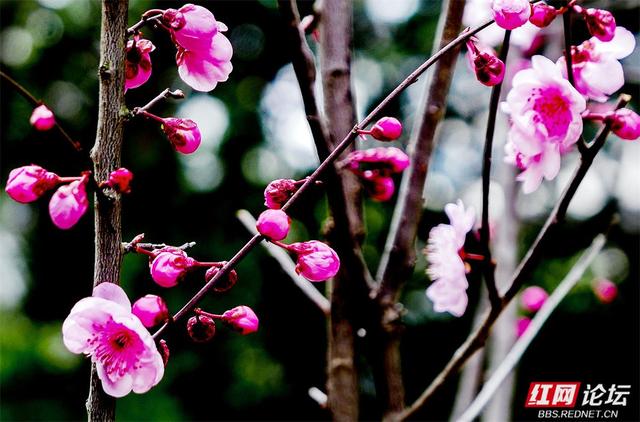 【赴春之约】快去！长沙晓园公园樱花全盛，花下人海已成风景