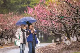 世纪梅园蜡梅、梅花竞相开放 带来新春视觉盛宴图片