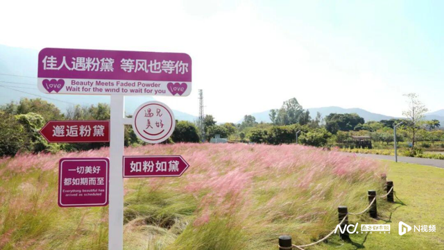 秋日限定“粉黛暴击”！深圳7000㎡粉色仙境限时绽放