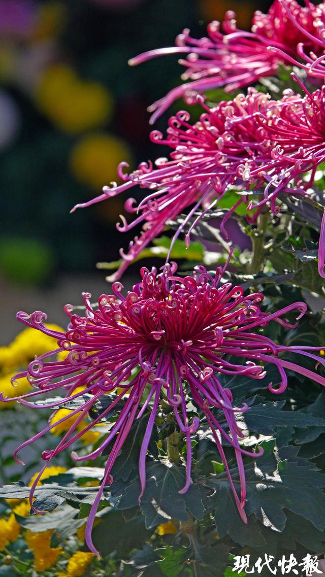 立冬遇秋浓，Citywalk解锁南京斑斓色