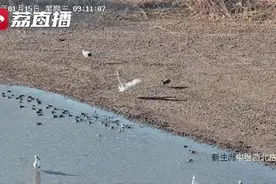 二级保护动物打一级保护动物啦！獐子突然袭击丹顶鹤 画面太搞笑图片