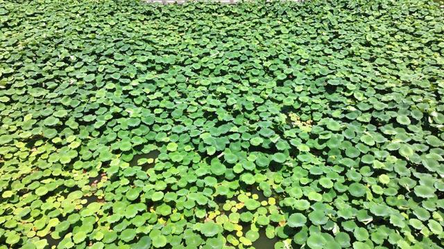 来宿城，打卡我“荷”你的浪漫