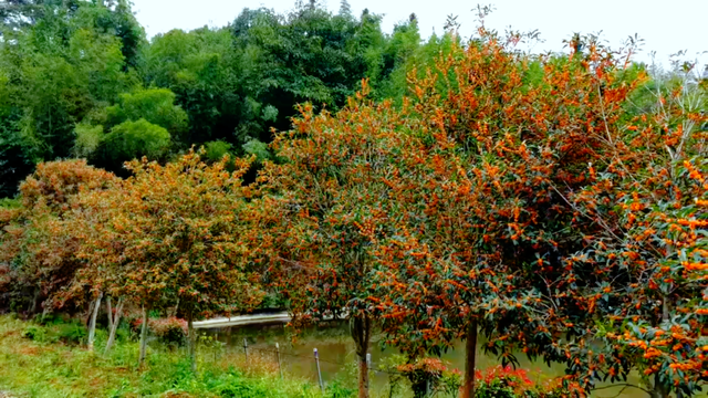 太美！太香！闽清这里的桂花开了！快来邂逅这场金色浪漫——