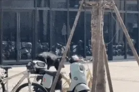 视频疯传！上海街头惊现野猪狂奔？是真的！网友评论亮了图片
