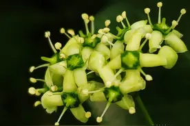 冬青的花朵，淡淡清香扑鼻而来图片