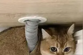 猫咪宅在家，真的可怜吗？你不知道的“猫生幸福”！图片