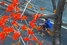 木棉花开春满城图片