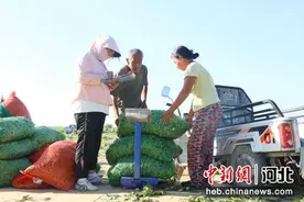 河北南宫：小毛豆迎来大丰收图片