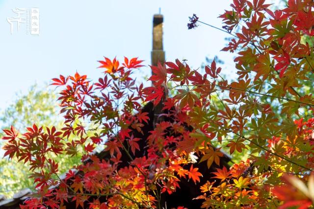 美“枫”了，快来赏！