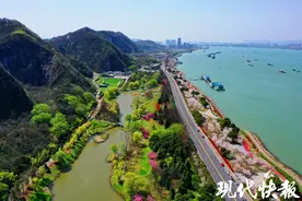 春日图集｜南京幕燕滨江樱花迎来最美时光图片