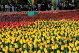 发现·春天里的陕西丨与花海相遇 春日的西安美成了“壁纸”图片