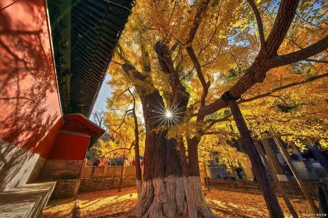 菊采芬芳蕊 诗留酩酊篇——千载盛景千佛山