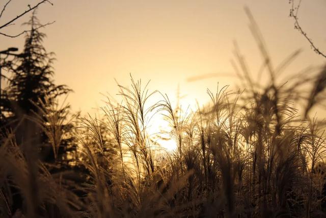 【美丽瀍河】走进霞光里的芦苇荡，聆听晚风絮语，畅游“毛茸茸”暖金花海！