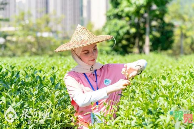 “来了就不想走”——国际游客眼中的“何以泉州”