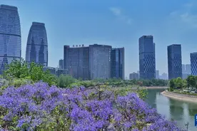 蓝花楹绽放 定格成都初夏浪漫图片